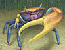 Portrait of a Crab